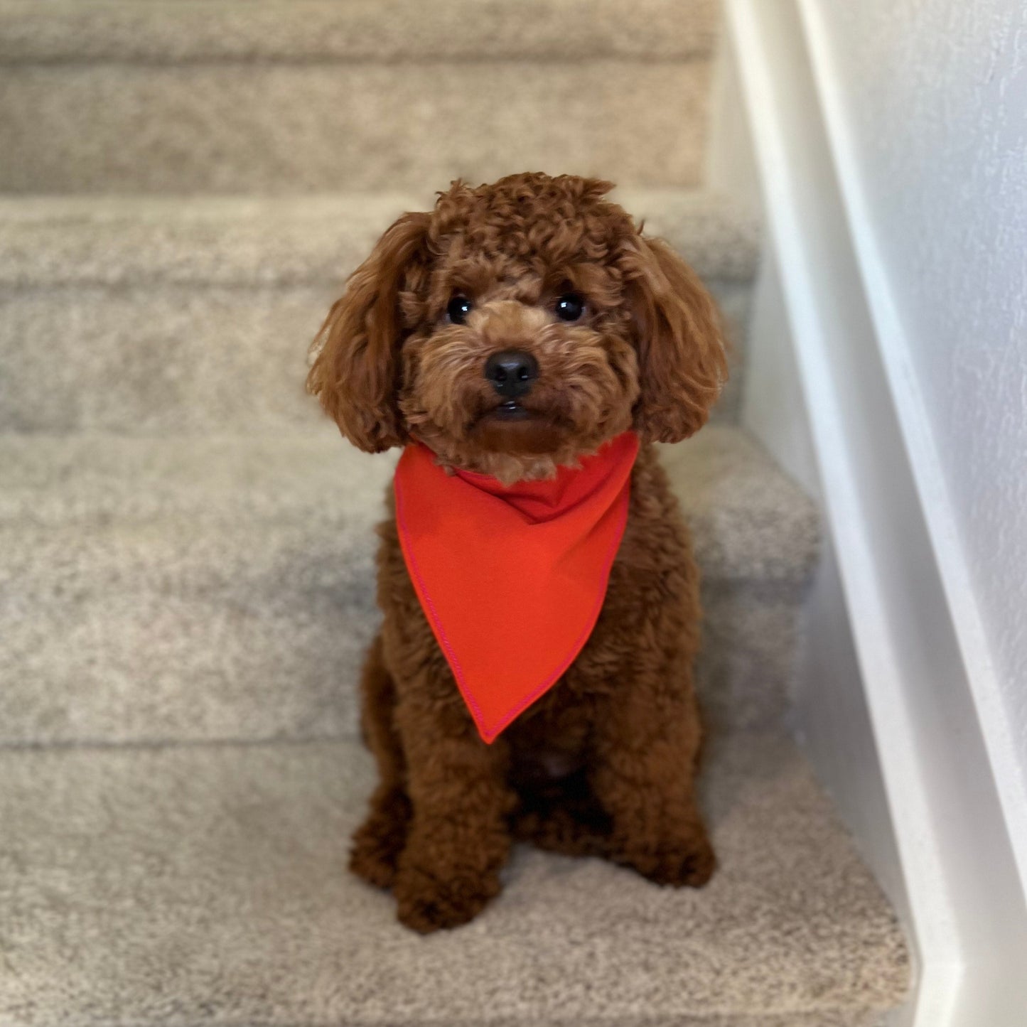 Reversible Dog Bandana – Orange & Green size M