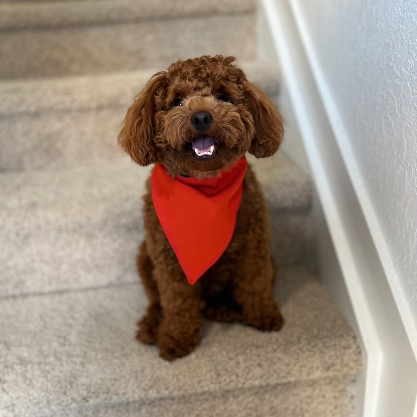 Reversible Dog Bandana – Orange & Green size M