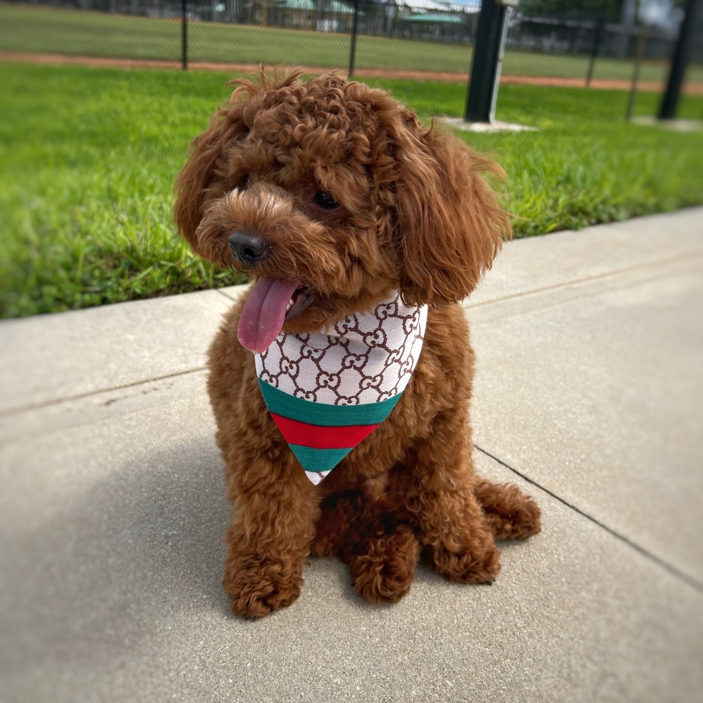 Toy Poodle wearing a handmade luxury reversible bandana
