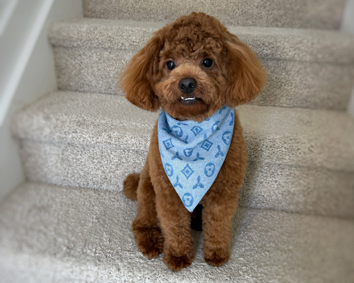 Toy poodle Terrier wearing a denim luxury reversible bandana, size M