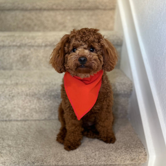 Reversible Dog Bandana – Orange & Green size M