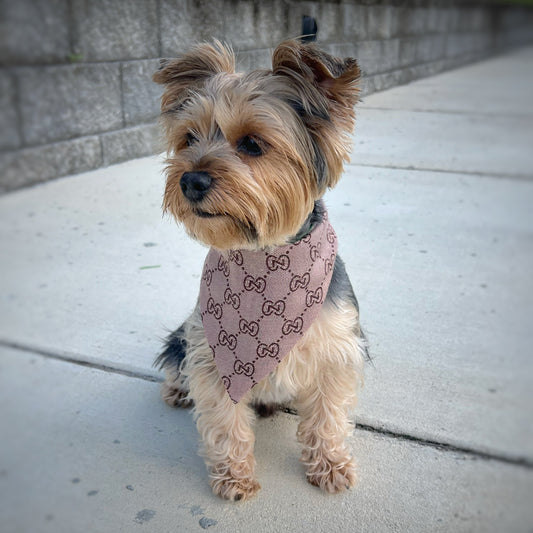Yorkshire Terrier wearing a brown luxury reversible bandana, size M.
