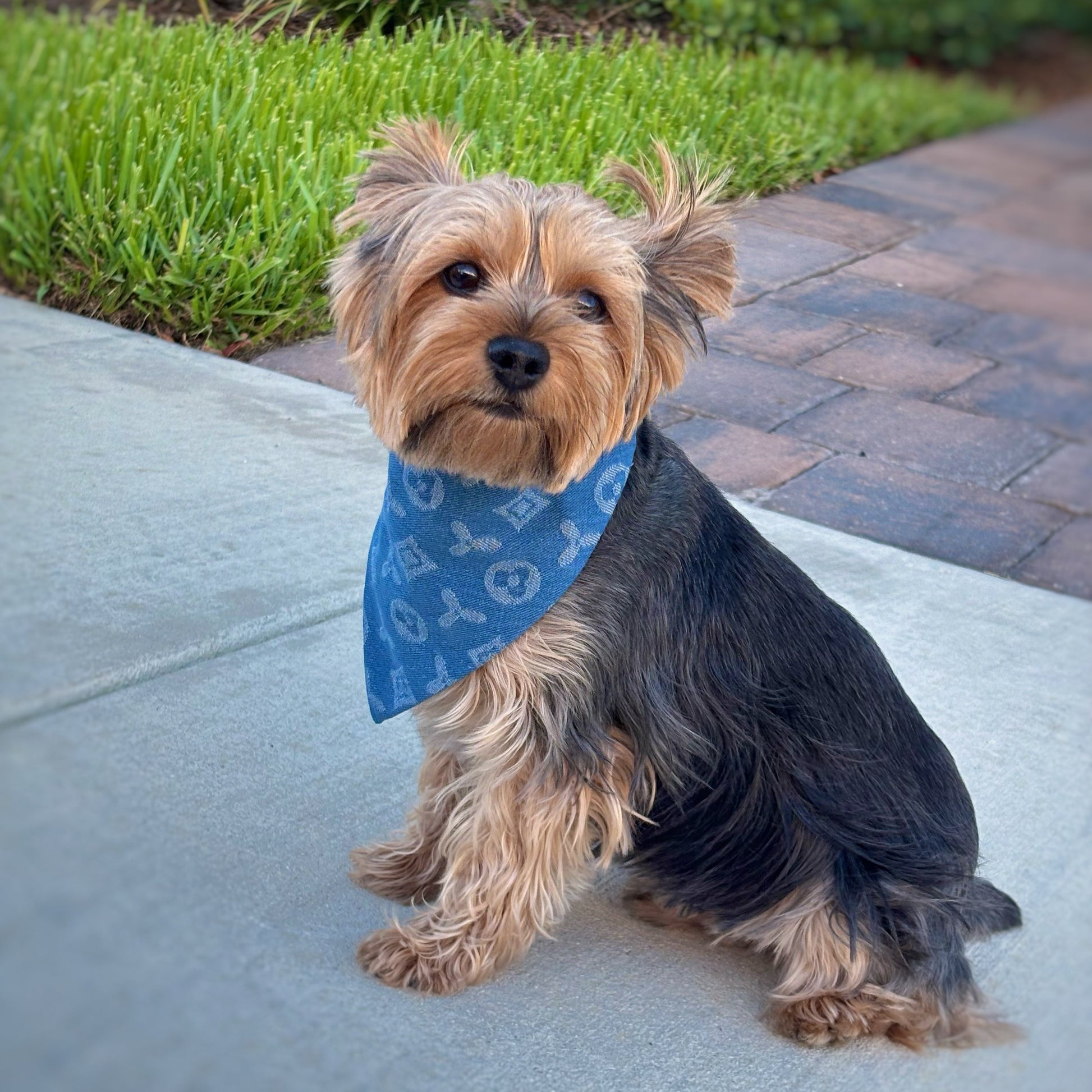 Yorkshire Terrier dog wearing a reversible denim bandana, size S, in medium blue denim