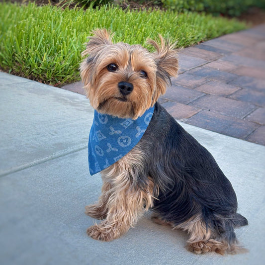 Yorkshire Terrier dog wearing a reversible denim bandana, size S, in medium blue denim