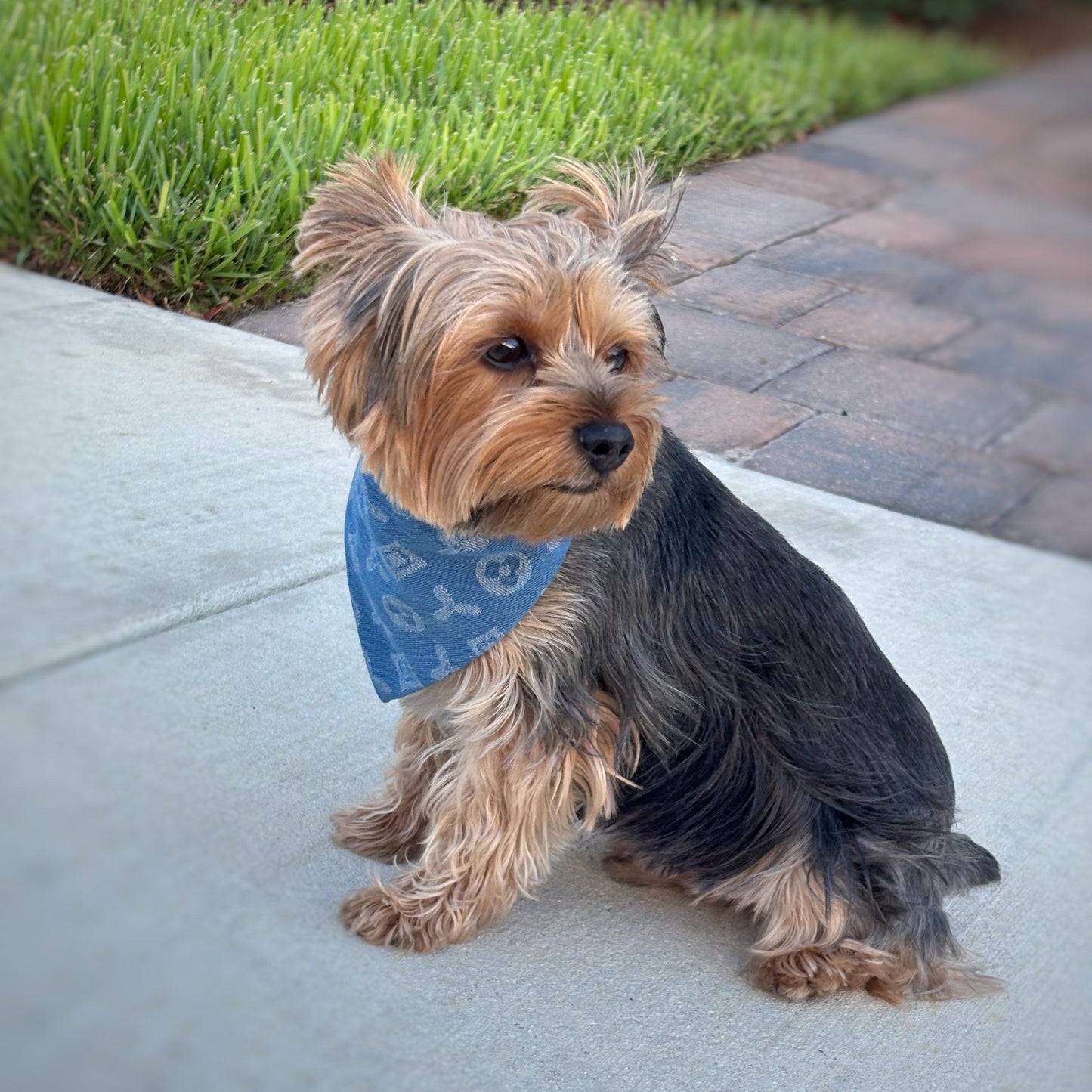 Doggy Vuton Reversible Denim Bandana