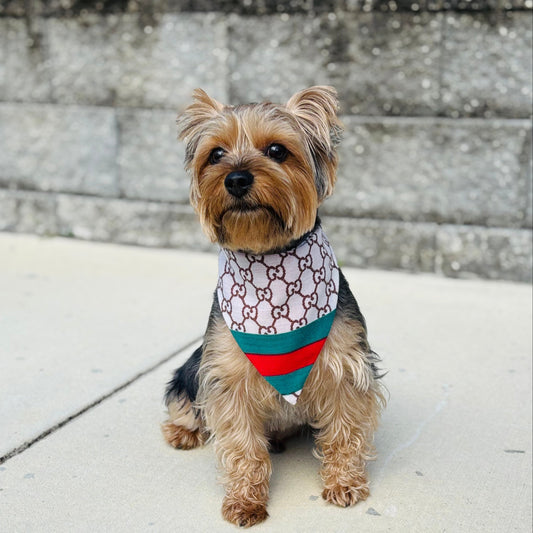 Yorkshire Terrier wearing a handmade luxury reversible bandana.