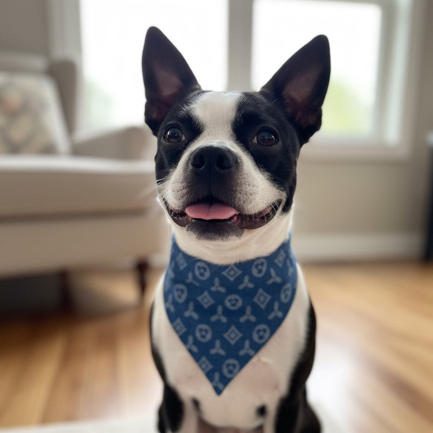 Medium reversible luxury denim dog bandana with monogram pattern, shown on a Boston Terrier