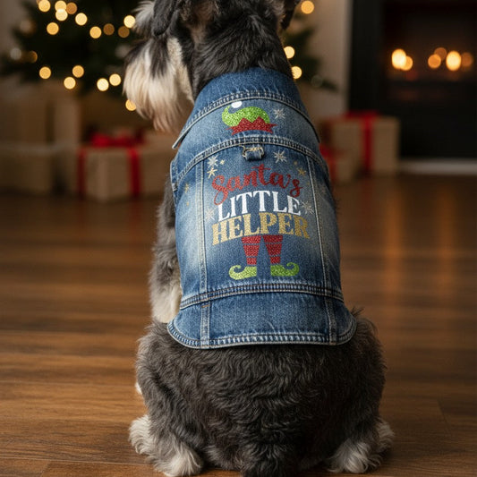Small Schnauzer wearing a red Christmas jacket with built-in harness, ready for a walk.