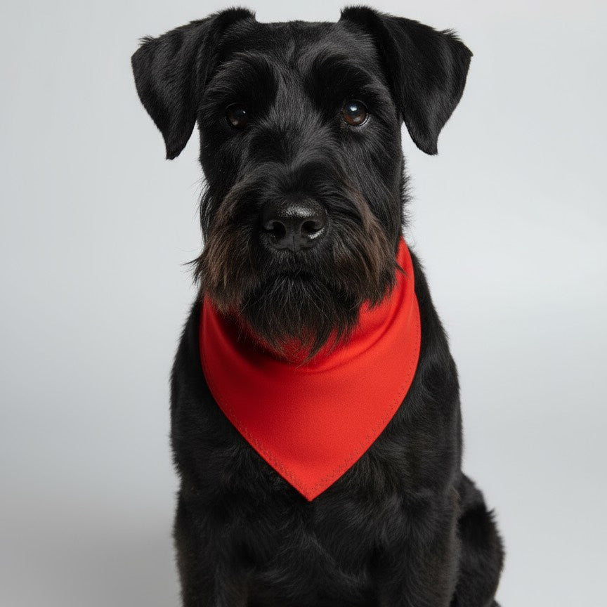 Handmade orange bandana on a black schnauzer dog