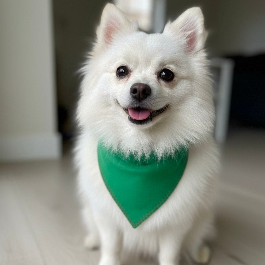 Stylish green bandana for small dogs, shown on a white Pomeranian